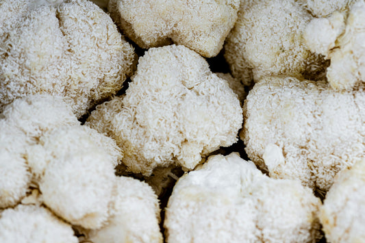 A Functional Mushroom For Brain Repair And Daily Clarity