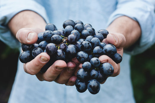 The Secret Behind Wine’s Health Benefits Without the Hangover