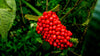 Why This Molecule Is Being Called Nature’s Ozempic