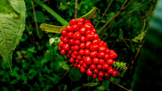Why This Molecule Is Being Called Nature’s Ozempic